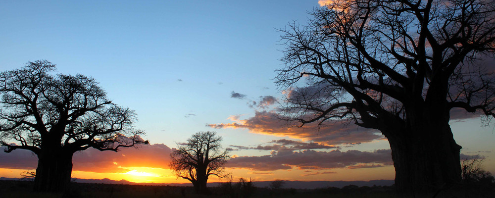 Baobab Sunset